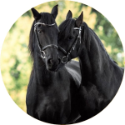 Black Stallion Horses Spare Tire Cover