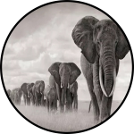 Land Rover African Elephant Walk Tire Cover