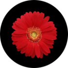 Spare Tire Cover w/ "Red Sun Flower" Graphic