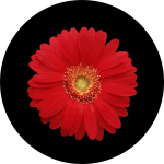 Spare Tire Cover w/ "Red Sun Flower" Graphic